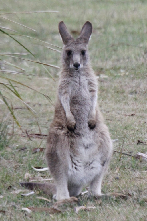 macropodes